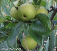 
                    
                        backyard fruit tree
                    
                