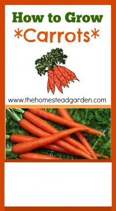 
                    
                        How to Grow Carrots
                    
                