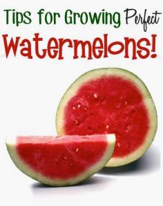 
                    
                        Alternative Gardning: 15 Tips for Growing Watermelons!
                    
                