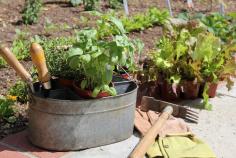 10 Steps For Starting Your Home Vegetable Garden