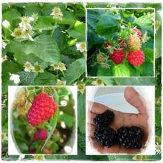 
                    
                        Growing Organic : Brambles:  Growing Blackberries and Raspberries
                    
                