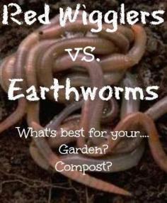 
                    
                        red wigglers vs earthworms. Learn the difference so you can better use them in vermicompost and your garden! Found at www.PintSizeFarm.com
                    
                