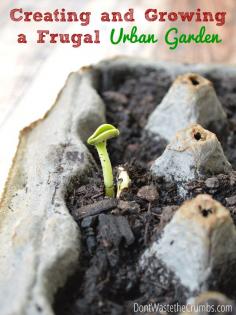 
                    
                        Even if you don't have much space or a green thumb, these tips for creating and growing a frugal urban garden will help you grow your own food without spending a lot of money up front! :: DontWastetheCrumb...
                    
                