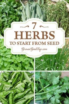 
                    
                        Fresh herbs add delightful flavor and fragrance to foods. You can't get any fresher than snipping leaves and springs from your own homegrown plants right before meal preparation. These are some of my favorite culinary herbs to grow year after year. | 7 Herbs to Start from Seed | Grow a Good Life
                    
                