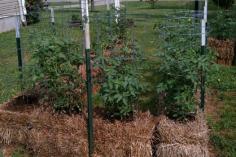 
                    
                        Straw Bale Gardens
                    
                