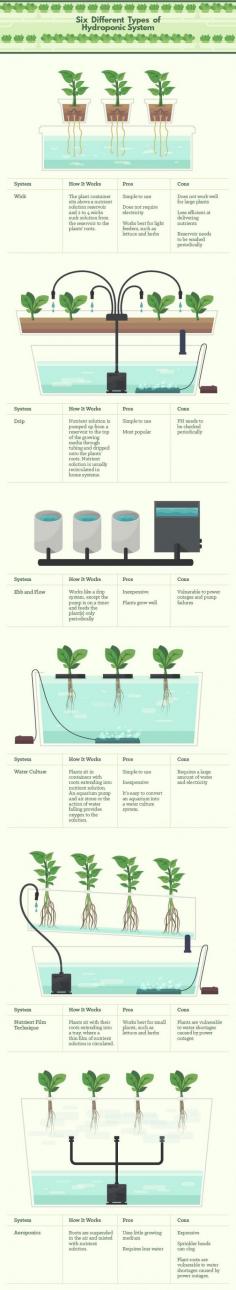 
                    
                        Six Different Types of Hydroponics
                    
                