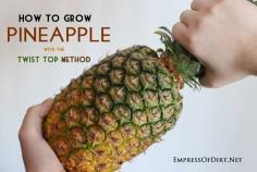 
                    
                        How to grow a pineapple indoors with the twist top method
                    
                