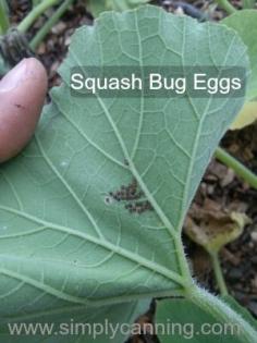 
                    
                        Squashing the Squash Bug dilemma. How to get rid of and avoid squash bugs.  Tips for dealing with these pests as naturally as possible.  www.simplycanning...
                    
                