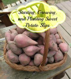 
                    
                        Growing Sweet Potato Slips
                    
                
