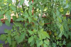 Tomatoes and vines
