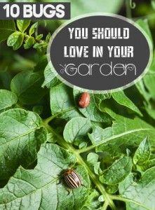
                    
                        10+Bugs+You+Should+LOVE+in+Your+Garden
                    
                