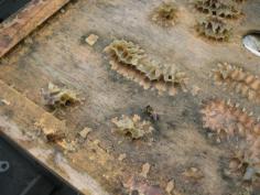 
                    
                        Bees recycling burr comb  & propolis particles
                    
                