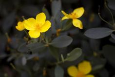 
                    
                        Slideshow: The 13 best Calif. native drought-tolerant plants for your garden.
                    
                