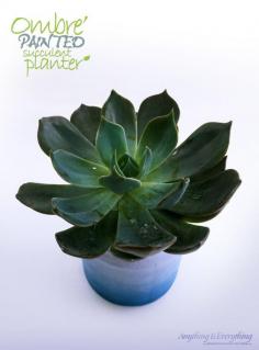
                    
                        Ombre Painted Succulent Planter! - Anything & Everything
                    
                