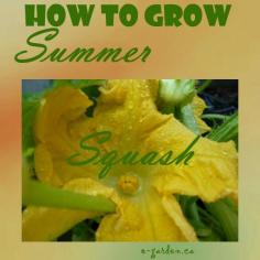 
                    
                        How to Grow Summer Squash - those delicious patty pan or zucchini
                    
                