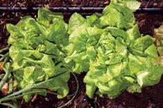 
                    
                        Lettuce growing will be a snap with these helpful tips for choosing, planting, and harvesting. Originally published as
                    
                