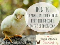 
                    
                        Raising Backyard Chickens: How To Transition Your Chicks From the Brooder to the Outdoor Coop
                    
                