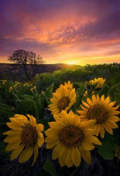
                    
                        Sun Flowers by Marc Adamus
                    
                