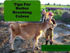 
                    
                        Tips For Halter Breaking Calves
                    
                