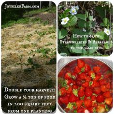 
                    
                        Double your harvest: Grow a ½ ton of food in 200 square feet from one planting
                    
                