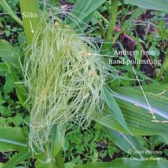 
                    
                        6 Tips for Growing Corn in Small Spaces. Hand pollinating is one important tip. This photo shows the silks with anthers after hand pollinating.
                    
                