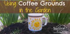 
                    
                        Using Coffee Grounds in the Garden » Survival at Home
                    
                