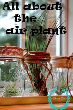 
                    
                        All about the air plant, care and tips. Mason jars and more.
                    
                