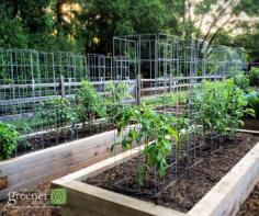 
                    
                        My "ultimate tomato cages" at work in the GGWTV garden. There are 24 and counting!
                    
                