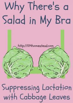 
                    
                        Just another new-age hippie thing? Ask your grandmother what was recommended to her. Cabbage leaf treatment for suppressing lactation has been around for eons.
                    
                