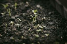 
                    
                        Plants And Light: Do Seedling Plants Need Darkness To Grow - Do seedling plants need darkness to grow or is light preferable? Plants and light have a very close relationship, and sometimes a plant’s growth, and even germination, can only be triggered by extra light. Click here to learn more.
                    
                