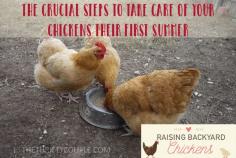 
                    
                        Raising Backyard Chickens: Crucial Steps To Take Care Of Your Chickens Their First Summer
                    
                
