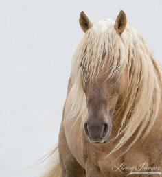 
                    
                        Corona  Fine Art Wild Horse Photograph  Wild by WildHoofbeats
                    
                