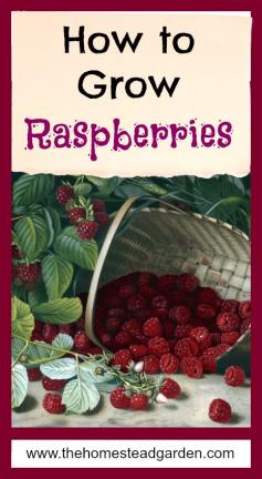 
                    
                        How to Grow Raspberries In the Garden
                    
                