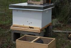 
                    
                        Setting up a Beehive and Putting in the Bees a Real Adventure
                    
                