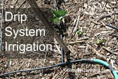 
                    
                        Drip system irrigation.  For a climate with little rain drip irrigation is perfect.  I use a black drip line pipe.  But I leave out the the fiddly little adaptors and drippers.  www.simplycanning...
                    
                