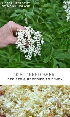 
                    
                        10 Elderflower Recipes And Remedies
                    
                