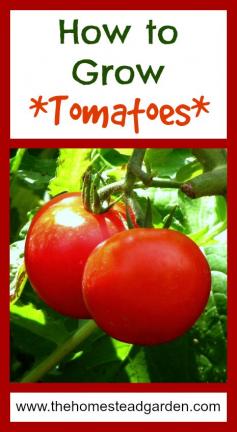 
                    
                        How to Grow Tomatoes
                    
                
