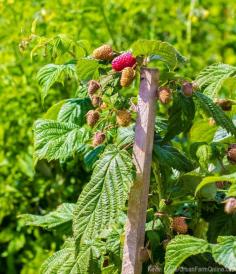 
                    
                        Birds Vs. Berries: How To Save Your Fruit - Photo by Kevin Fogle (UrbanFarmOnline.com)
                    
                