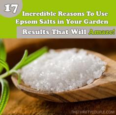 
                    
                        17 Incredible Reasons to Use Epsom Salt in the Garden For Results that Will Amaze (Plus The Methods of Proper Application)
                    
                