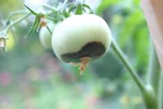 
                    
                        Recent research in re tomato blossom end rot
                    
                
