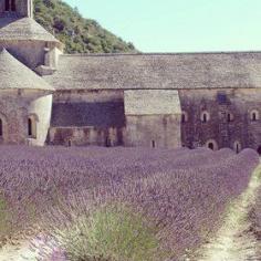 
                    
                        Abbaye de Senanque, Provence - Billions of these tiny purple-blue flowers grow in great swaths in the corner of the Cote d’Azur and Provence in June, July, and August. There will be festivals celebrating the season and markets to distract you. Walk the easy 2.5 miles down from the medieval village from Gordes to the Abbaye de Senanque. In high summer, framed by that eternal blue sky, the simple Cistercian structure is luminous white.
                    
                