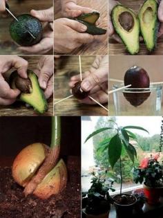 
                    
                        Avocado-Seed
                    
                