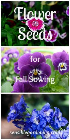 
                    
                        Flower Seeds for Fall Planting with Sensible Gardening. Why some seeds need the cold treatment and which plants to sow in the fall for next years blooms.
                    
                