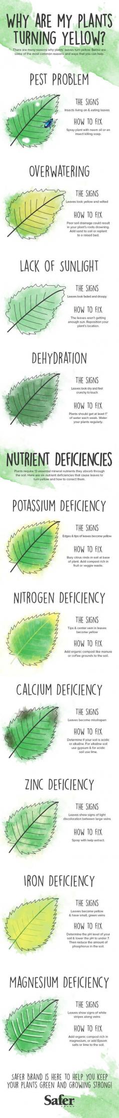 
                    
                        Why are my plants leaves turning yellow?  ow to identify and diagnose plant problems and sickness. This infographic chart also shows solutions so that you can solve your gardening problems.
                    
                