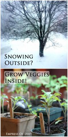 
                    
                        Snowing outside? Grow veggies inside! See everything you need to get started with indoor food growing.
                    
                