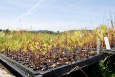 
                    
                        Gathering Together Farm strives to feed local community quality produce | OregonLive.com
                    
                