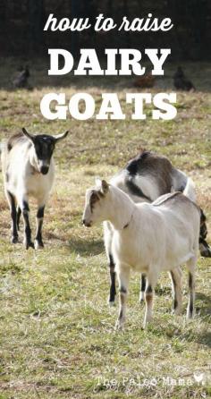 
                    
                        Whether you are looking to buy a dairy goat, or you are just curious about dairy goats, this post will give show you how to raise dairy goats successfully. thepaleomama.com/...
                    
                