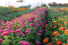
                    
                        Summer flower harvest and post harvest handling tips from Floret flowers
                    
                