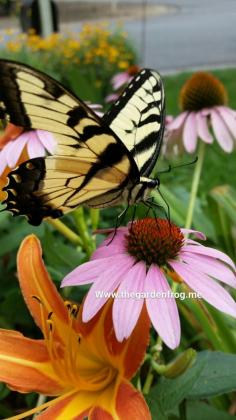 
                    
                        Eastern yellow Swallowtail butterfly, Swallowtail butterfly
                    
                