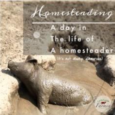 
                    
                        Day in the life of a homesteader | livinlovinfarmin
                    
                